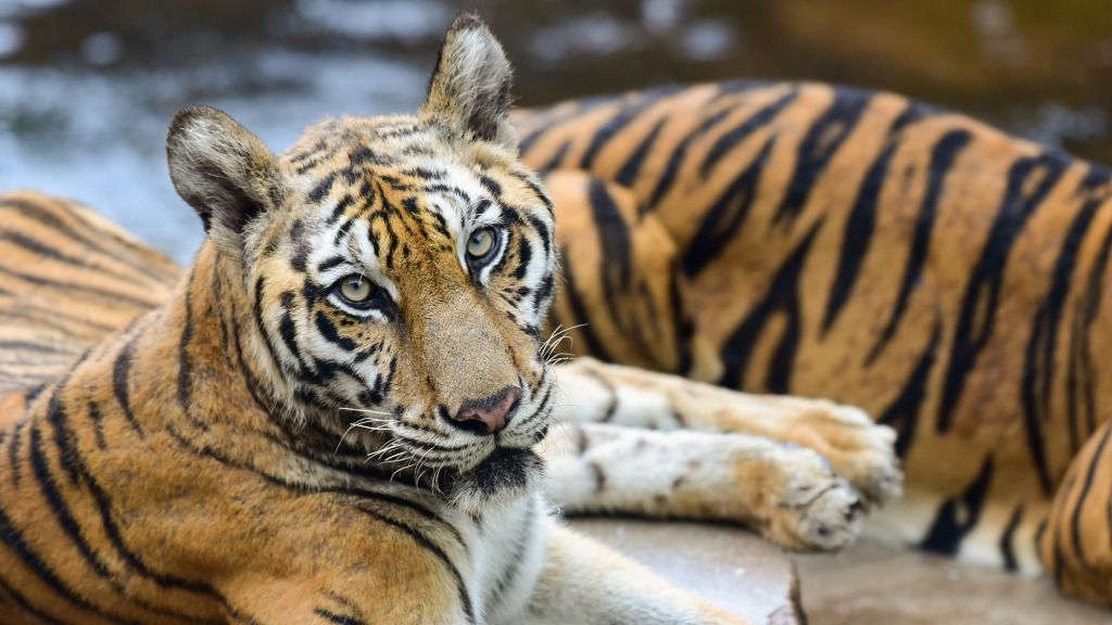 tigre