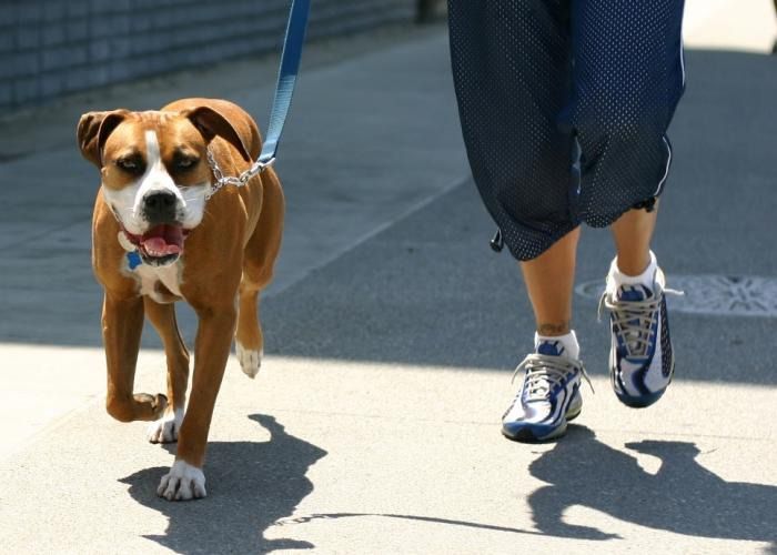 paseo de perro