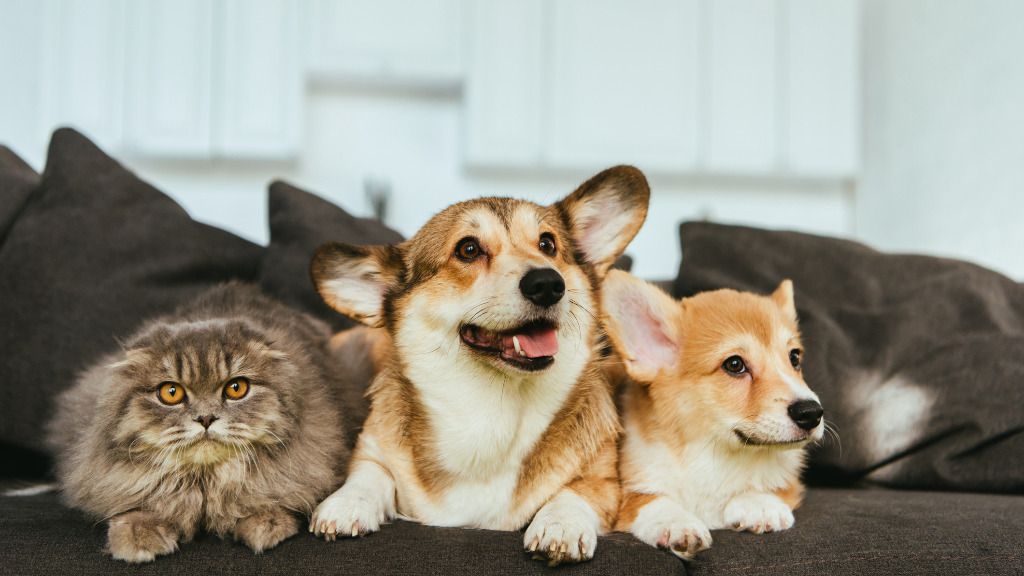 gato perros