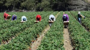 campo recolecci&oacute;n