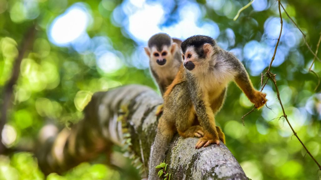 monos exóticos