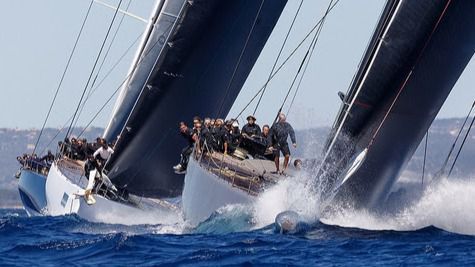 palma vela