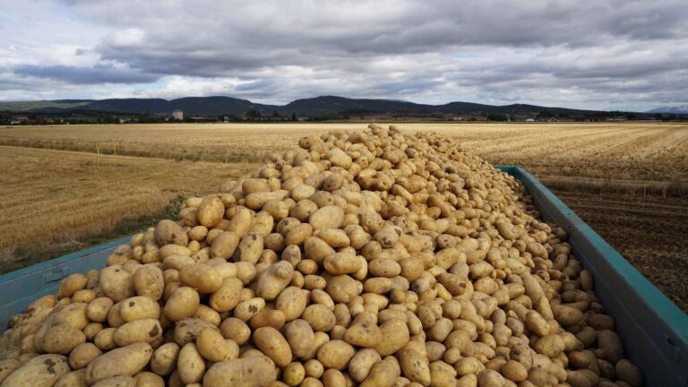 mercadona patata