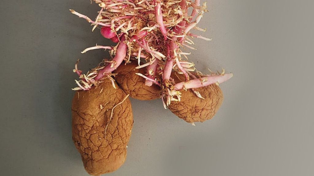 patata