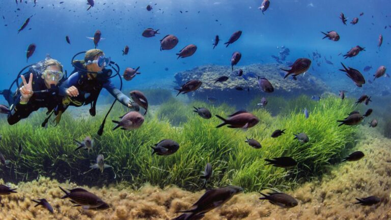 Buceo dive