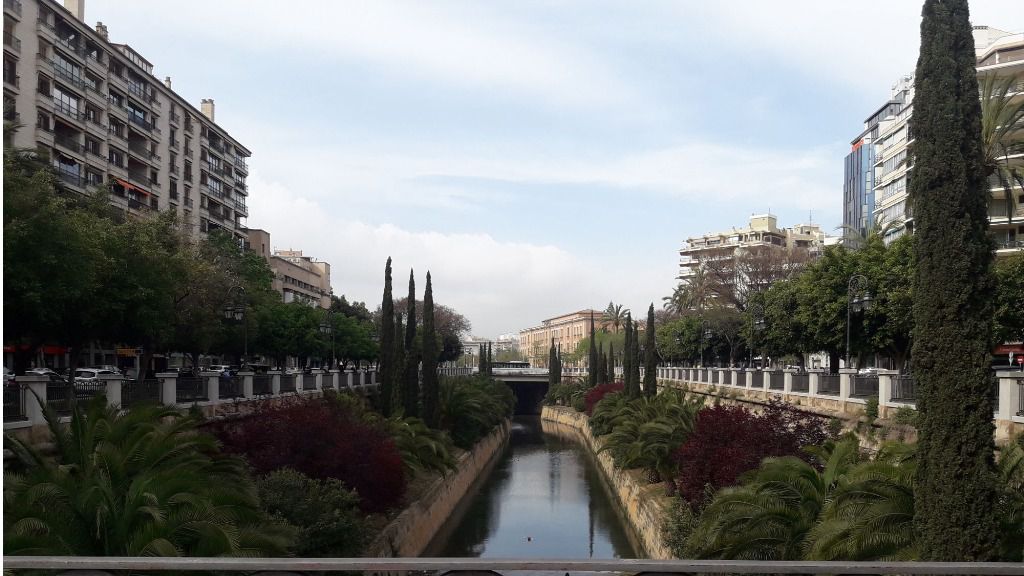 Palma cielo