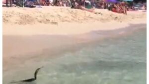 V&iacute;deos: @Jaime Mir