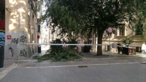 caida arbol calle olmos