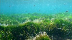 posidonia