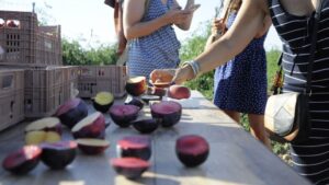 terracor agricultura