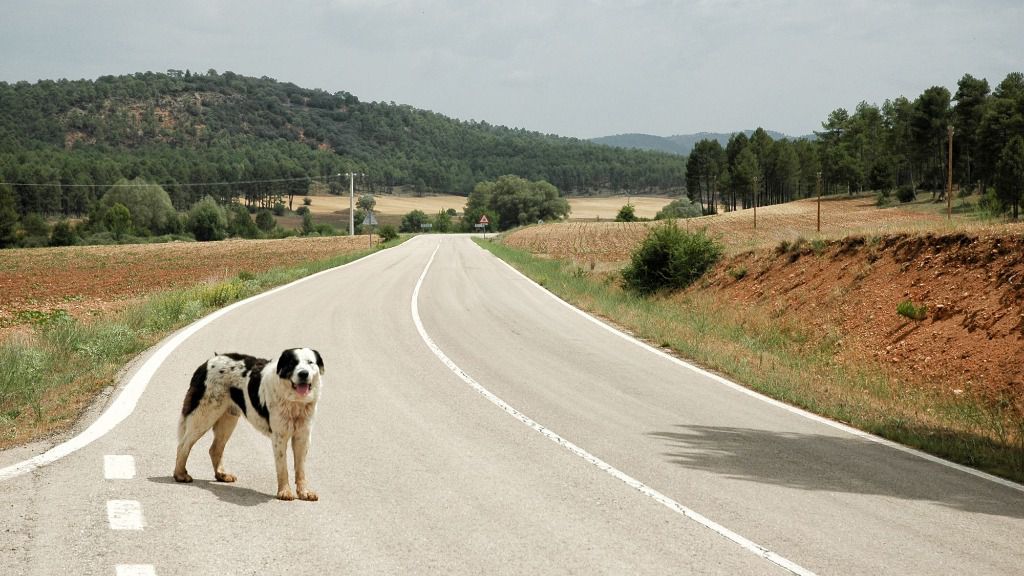 abandono mascotas
