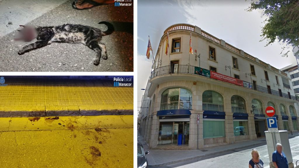 gato manacor
