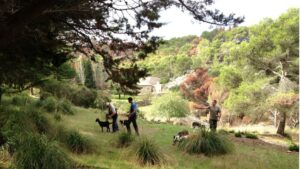 caza cazadores perros