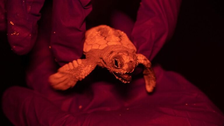 tortuga