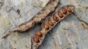 La algarroba balear pierde fuelle: la recogida cae al 50% por la bajada de precios y una plaga