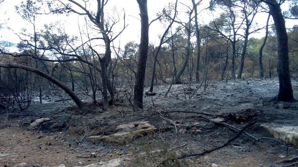 incendio ibiza