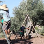 olivos aceite