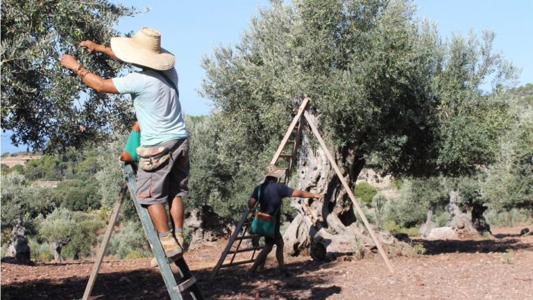 olivos aceite