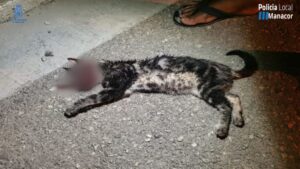 maltrato animal manacor