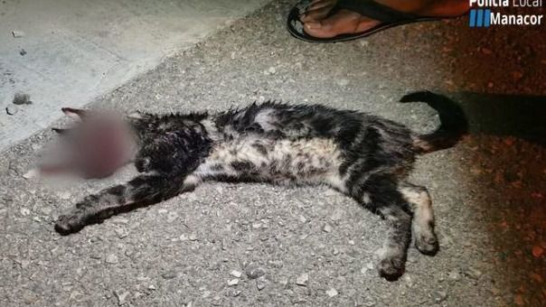 gato manacor