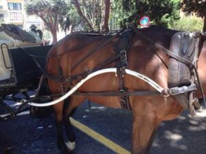 galeras palma heridas