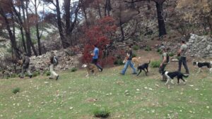 caza cazadores perros