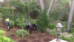 marihuana guardia civil