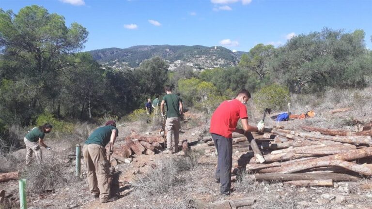 reforestacion bosque bellver