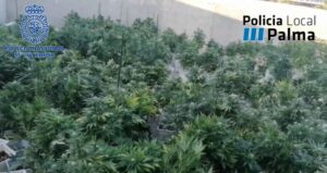 marihuana palma 14-10-2020