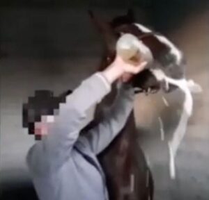 trot denunciado cava caballo