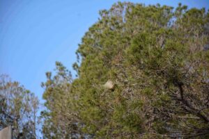 cazadores-santanyi-procesionaria