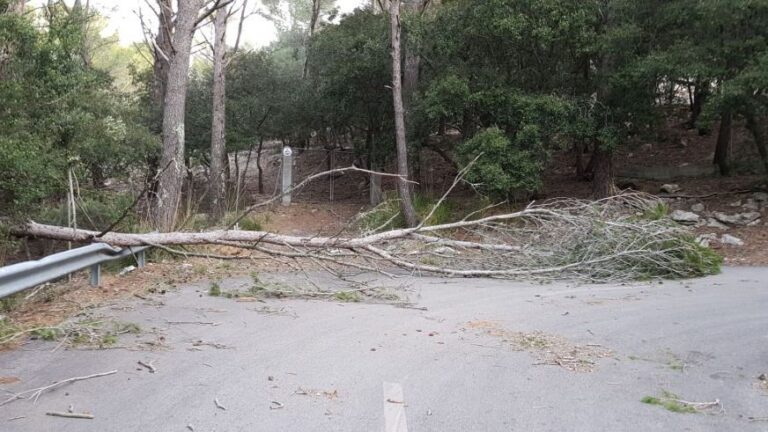 carretera cortada arbol temporal