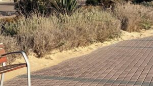 arena paseo playa de palma