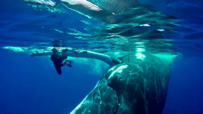 ballena jorobada buceadora