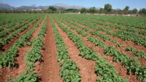 campo agricultura