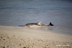 Foto y v&iacute;deo; @PMIPLANESPOTTER