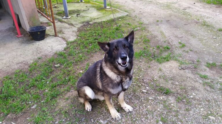 perro-policia-palma