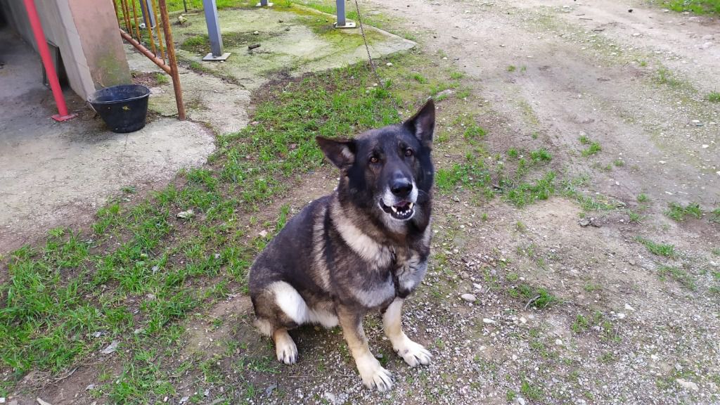 perro-policia-palma