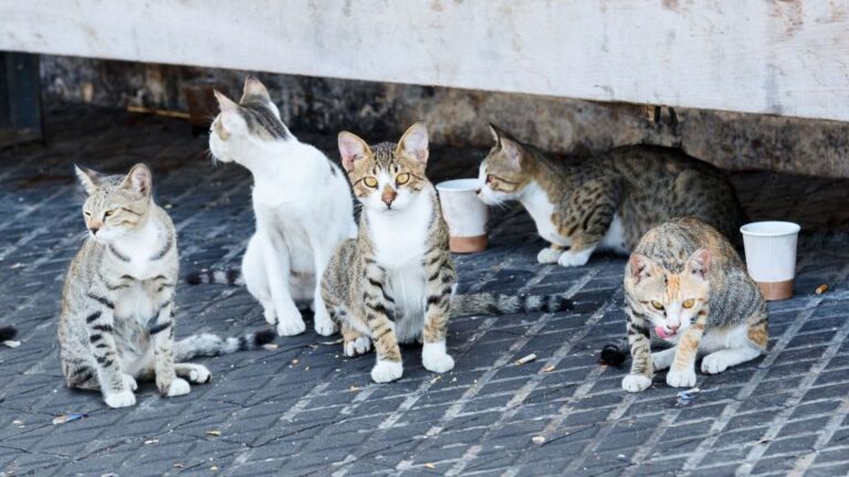 colonia de gatos