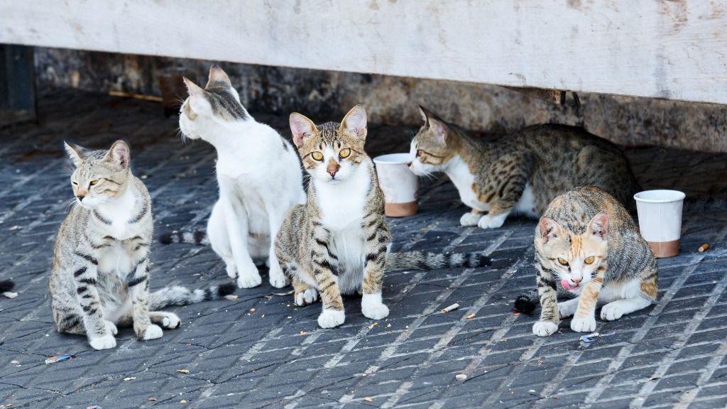 colonia de gatos