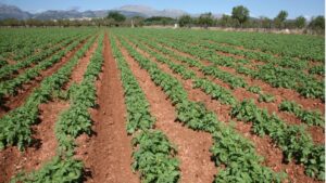campo agricultura