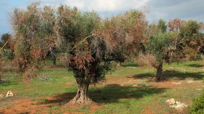 Xylella