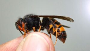 avispa asi&aacute;tica