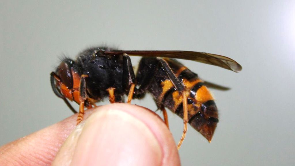 avispa asiática