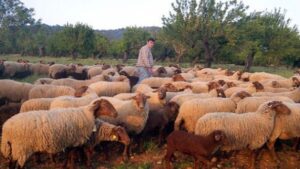 ovejas ganado