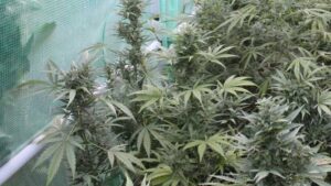 Guardia Civil llubi marihuana