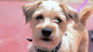 perro animales protectora