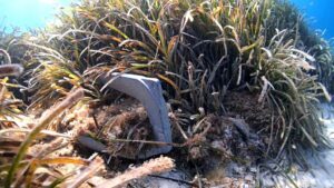 Posidonia, emisaris y fondeos