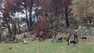 caza cazadores perros