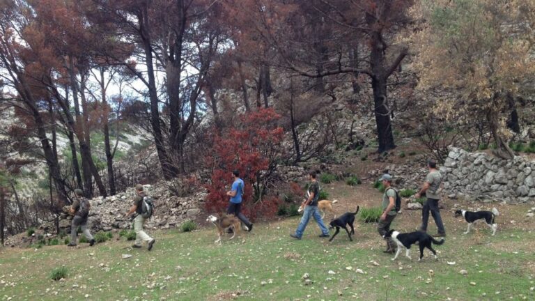 caza cazadores perros